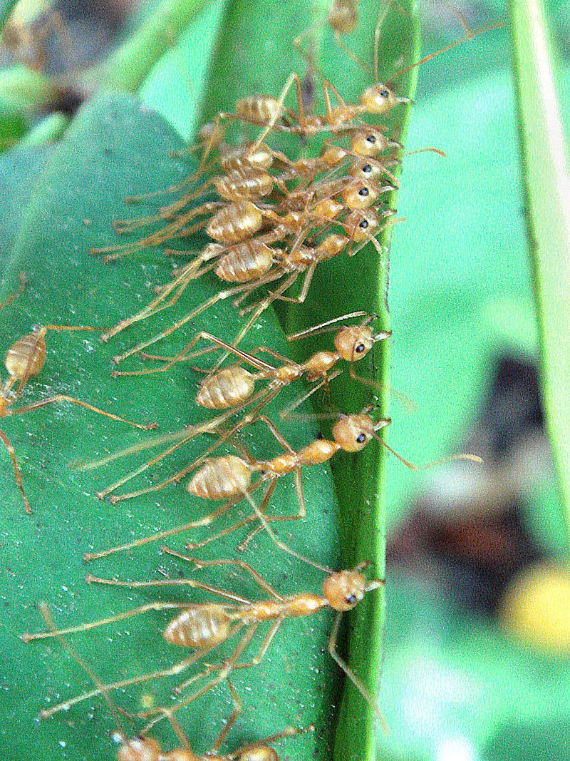 Las hormigas tejedoras | Autor: HGCOM | wikipedia.org