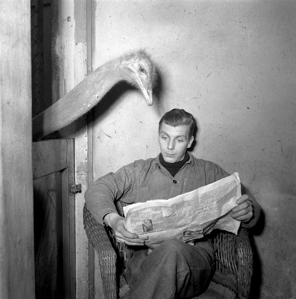 Artis struisvogel leest krant van oppasser, 1951. Imagen de Noske, J.D. Anefo