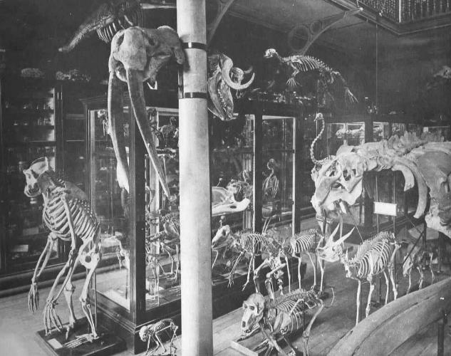 Sobre el crecimiento y la forma Museo de zoología original de D'Arcy Thompson