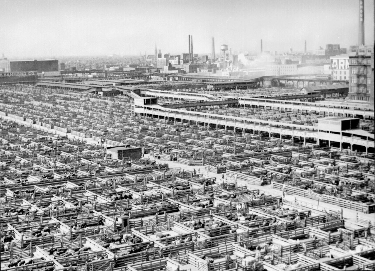 Antropoceno humanidad depredadora Marc Chalamanch Complejo industrial cárnico de la Union Stock Yards en Chicago, década de 1940