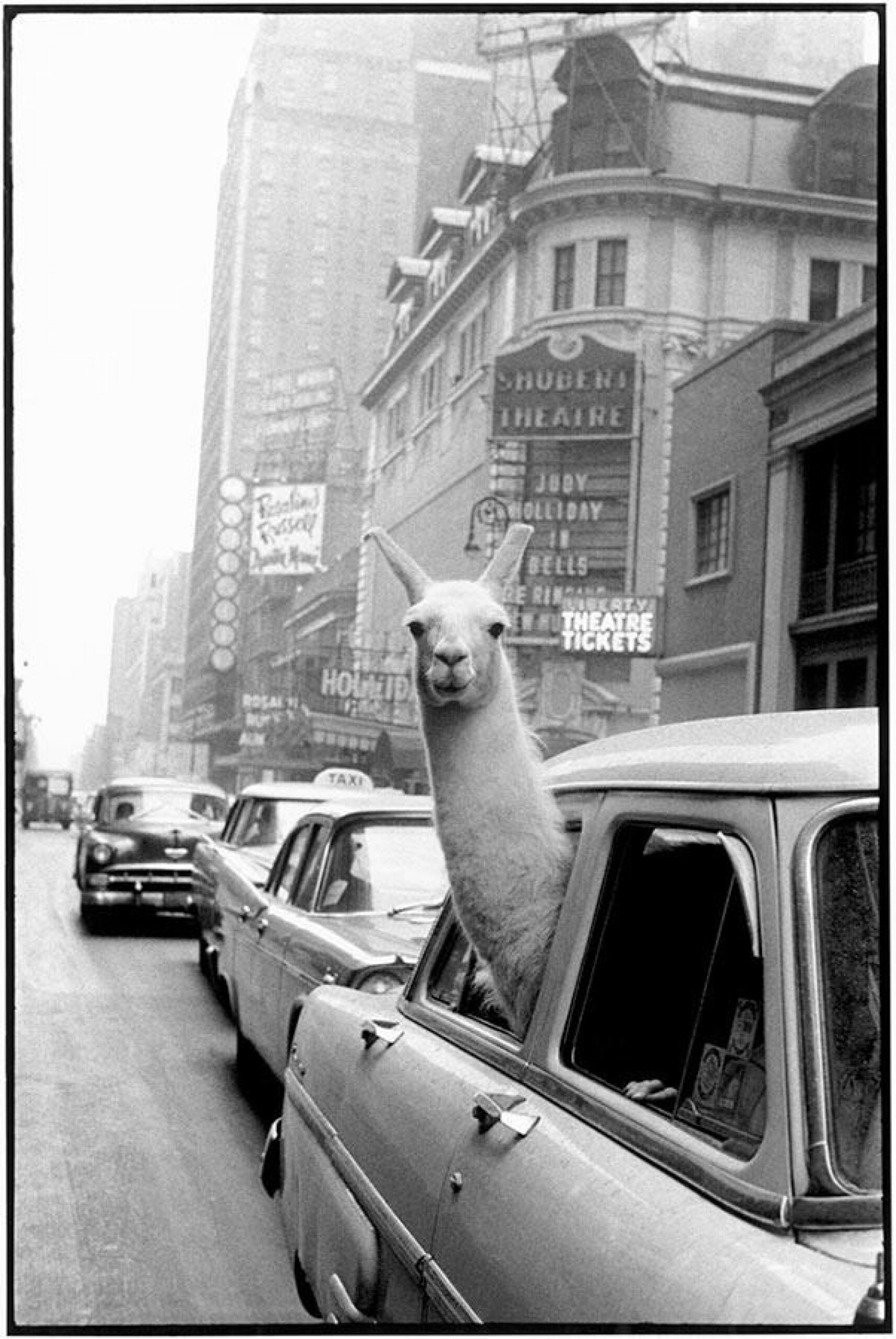 Adaptarnos al habitar José del Carmen Palacios Aguilar A Llama in Times Square NY 1957_Magnum fotos