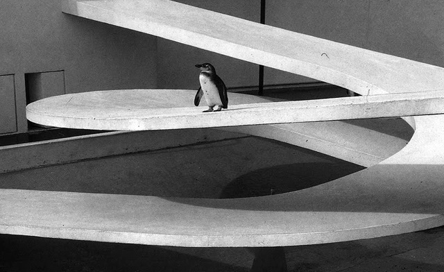 Entre lo genérico y lo específico Miquel Lacasta la famosa rampa para pingüinos de Berthold Lubetkin para el Zoo de Londres