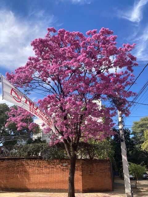 El barrio, como última resistencia social. Ensayo acerca de los barrios pasados, presentes y futuros (I) Adolfo Gabriel Ayala Moreno