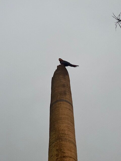 El barrio, como última resistencia social. Ensayo acerca de los barrios pasados, presentes y futuros (II) | Adolfo Gabriel Ayala Moreno El barrio, como última resistencia social. Ensayo acerca de los barrios pasados, presentes y futuros (II) | Adolfo Gabriel Ayala Moreno