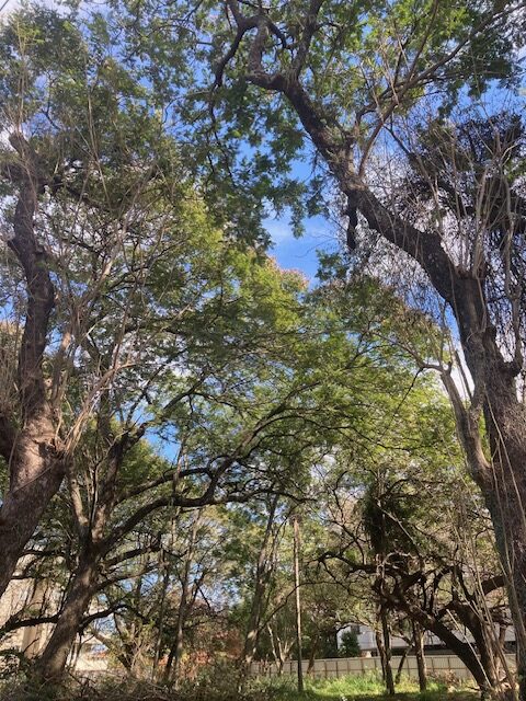 El barrio, como última resistencia social. Ensayo acerca de los barrios pasados, presentes y futuros (III) Adolfo Gabriel Ayala Moreno