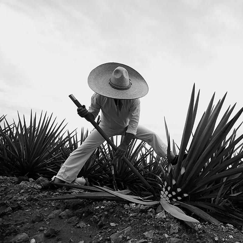 VAD14 Los acervos Paisaje Agavero y Antiguas Instalaciones Industriales del Tequila, de la patrimonialización a la mercantilización