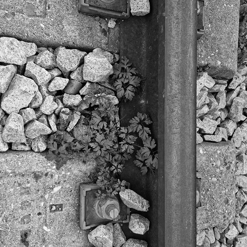 VAD14 Los acervos Prólogo Graziella Trovato 